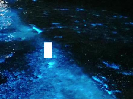 4.11|今晚蓝眼泪出现自动挡概率:99% #以为厦门很美直到我去了平潭 #平潭蓝眼泪 #蓝色荧光海 #平潭旅游攻略 #一起看海