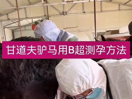驴用B超马用B超使用方法检查驴马怀孕不同时期图像判断,甘道夫高清兽用B超免费培训,包教包会…#养驴 #养马 #养驴场 #驴 #驴肉 #养驴技术 #驴用B超 #马用B超 #兽用B超 #兽医