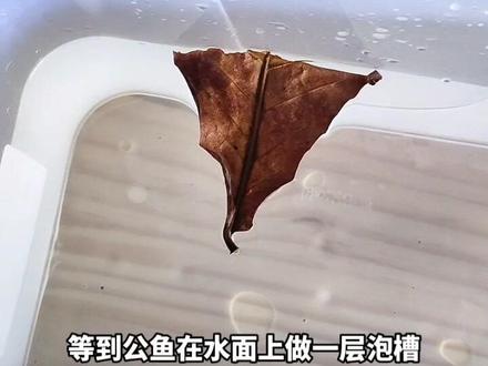 泰国斗鱼繁殖的基本过程#水族 #泰国斗鱼繁殖