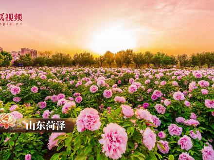 手造华章|巨野工笔牡丹画,泥土里长出的艺术 山东菏泽巨野县,竟然“人均艺术家”!在农民的画笔下,牡丹花栩栩如生,定格在最美的瞬间。画卷舒展,笔触细如发丝。勾勒涂抹间,花朵渐次苏醒。工笔画下的牡丹,让东方美学在乡野间自信绽放。