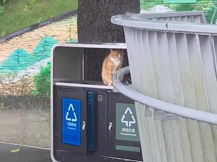 “人,咪的世界下雨了,咪处理不好”#猫 #猫咪 #萌宠出道计划