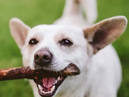 狗狗喜欢你的11种表现#萌宠出道计划 #家有傻狗 #人类的朋友 #狗狗