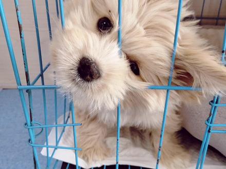 #是宠物更是家人 #萌宠 #流浪狗
结束流浪后的小歪,有在好好长大呀