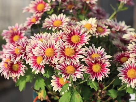 家里养菊花真的不吉利么#菊花 #赏菊花 #我的花花草草🌸🌸 #养花人