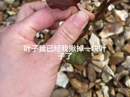 求助视频麻烦帮我看看是不是日本虎杖 有人认识日本虎杖这个植物吗?麻烦帮我看看到底是不是啊?在英国日本虎杖属于外来侵略物种,自家院子里如果发现日本虎杖的话得请专业人士来清除的,费用很高🥵而且还影响房价#谁知道这是什么 #求助广大网友 #日本虎杖#抖音助手