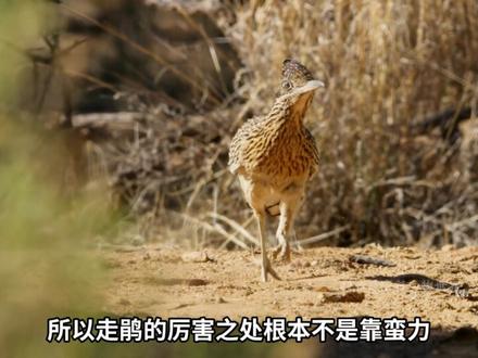 走鹃为什么可以拿捏响尾蛇? #动物科普