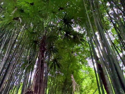 成都周边游,免费山野小众秘境,溯溪徒步看棕溪沟瀑布飞流直下 #成都周边游 #崇州 #棕溪沟瀑布 #瀑布 #成都周边
