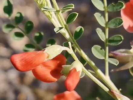 老赵说植物之“苦马豆”
