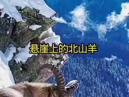 爬岩高手北山羊#北山羊#雪豹#有趣的动物世界