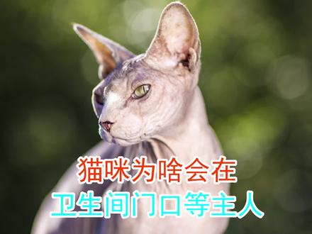 猫咪为啥会在卫生间门口等主人