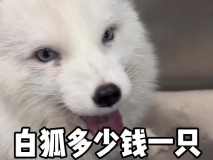 白狐多少钱一只 #白狐 #景区 #萌宠乐园