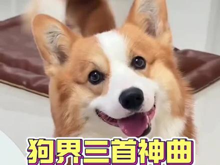 狗狗听了会超级开心的歌曲#新手养狗#养狗经验分享 #养狗的乐趣 #科学养宠攻略 #狗狗