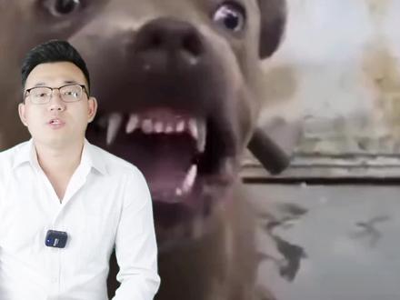 巨型斗犬会失控咬主人吗?什么样的狗容易返祖伤人