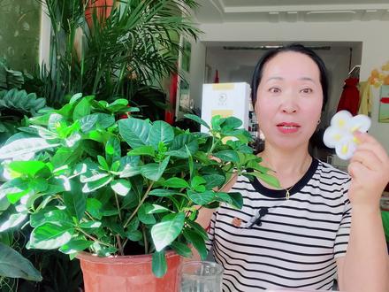 笨甲吡唑酯的使用方法 #盆栽绿植 #养花小知识