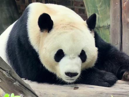 快来听小猫之歌,了解一下“熊猫”这种迷人生物的习性叭~ #沧州动物园 #熊猫的生活有多惬意 #来这吸熊猫