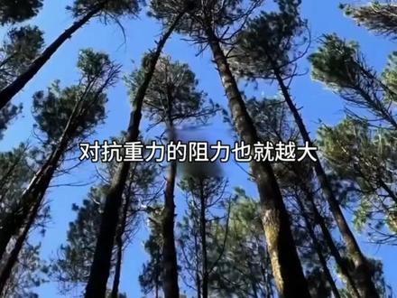 树木为啥永远长不到100米以上?真相颠覆认知 #科普知识 #植物科普