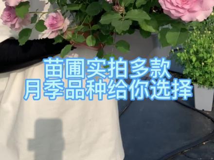 快来挑选你喜欢的月季品种,视屏有点长苗圃实拍~看到喜欢的品种可以来挑苗喽#月季 #新农人计划2023 #花卉绿植 #爱生活爱养花 #最美月季花 @DOU+小助手 @