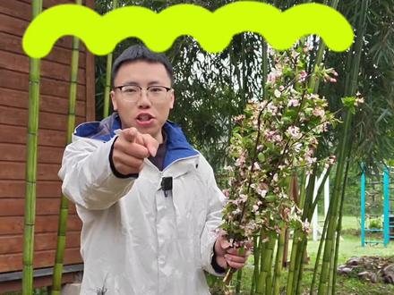 千万别轻易尝试做花枝弓,因为做完你会爱上这种掌控感!#花枝弓 #射箭 #户外运动 #硬核手工 #我的作品