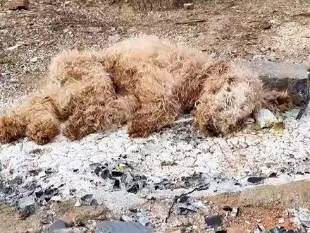 流浪狗饿成皮包骨奄奄一息,又陷入了绝望,得到救治后竟然哭了!