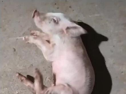 脑炎型链球菌的治疗奇迹,加班配个字母。 #仔猪 #养猪