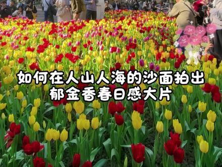 如何在人山人海拍出郁金香春日感大片?我总结出这5个拍照小技巧 #青年创作者成长计划 #华为Mate80 #再远也能WOW到你 #郁金香拍照 #手机拍照教程
