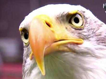 白头鹰一代猛禽,却被养成了“哈士奇”.害怕的样子像个表情包#神奇动物在抖音 #萌宠出道计划 #动物 #动物的迷惑行为 #奇妙的动物