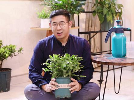 蟹爪兰怎么养? 园艺师教你,蟹爪兰的详细养护技巧#养花