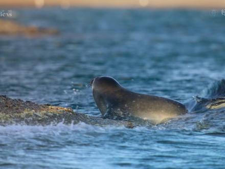 海 豹 & 虎 鲸~ #奇妙的动物#你不知道的动物知识#每天认识一种动物#未知生物#聪明的动物