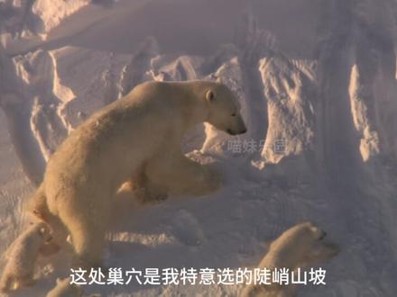 北极熊:导航失败除豹安粮行动 #动物独白 #抖音精选 #万物可爱计划 #青年创作者成长计划