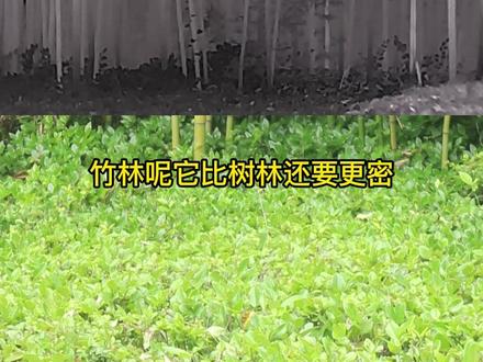 E3N丛林版,多场景实践测试,有不懂得问题欢迎打在下面评论区#热成像 #艾睿天眼t2 #艾睿热成像 #天眼t2 #户外热像仪 #户外装备
