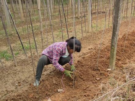 分享广东淮山种植方法,农民不易#绿色生态农业 #新农人2023计划 #优质农产品