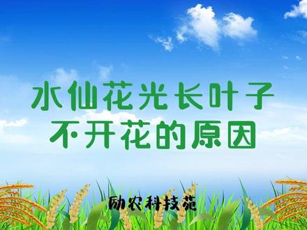 水仙花光长叶子不开花的原因#水仙花 #水仙花开