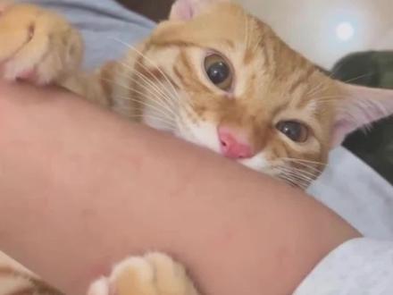 猫咪为啥对主人又咬又舔#养猫知识 #养猫经验分享 #养猫新手 #猫舔人