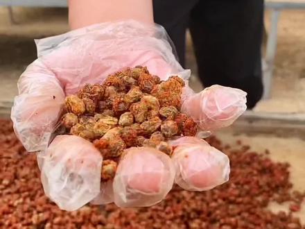 教大家苏北正宗草捂干盐豆子做法,学废的跟我说一声#三农 #酱豆子 #盐豆子 #纳豆 #草捂盐豆 #抖音美食推荐官