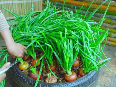 家中发芽的洋葱不要扔,学我这样种起来,收割香葱芽吃! #种菜 #种菜小技巧 #有机蔬菜 #春种 #农家田园