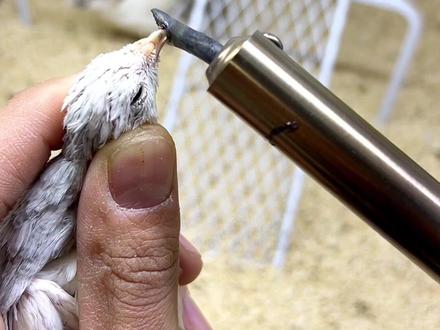 芦丁鸡怎么烫嘴?芦丁鸡打架怎么办?芦丁鸡秃背掉毛怎么办?芦丁鸡烫嘴教程。#观赏鸡 #芦丁鸡养殖 #我的萌宠 #队长家的芦丁鸡