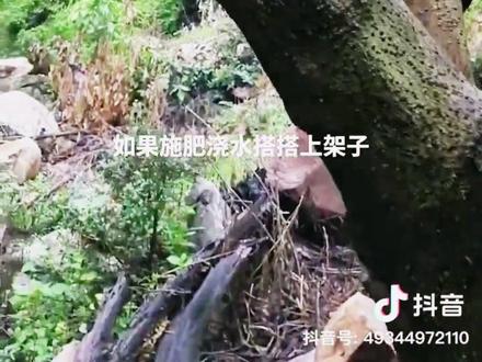 嫁接野茄子实践#嫁接野生茄子#茄子树嫁接番茄 #果树嫁接