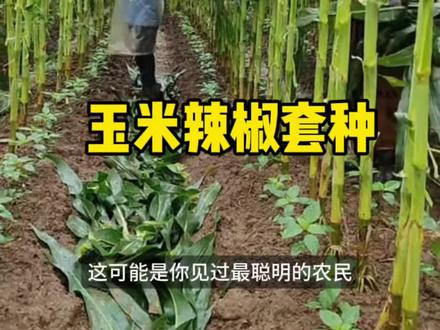 田间套种有妙招,土地利用最大化