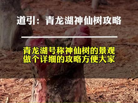 打卡青龙湖的“神仙树”,很神奇,做个详细路线方便大家!#青龙湖 #神仙树