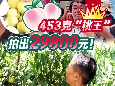 河源市连平县是深圳市南山区对口帮扶县,当地最大的文化名片是“中国鹰嘴桃之乡”。最近,一年一度的鹰嘴蜜桃正式开园采摘,更有453克“桃王”拍出29800元!