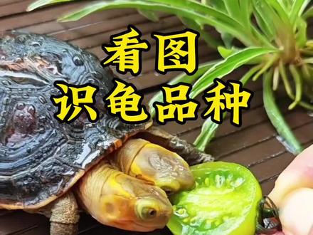 #双头龟 #鳄龟 #地图龟 #巴西龟 @DOU+小助手