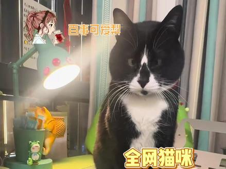 我将在考场全程研究小猫做题 #小猫 #真棒小猫 #萝卜纸巾猫咪模仿挑战 #萌宠 #搞笑