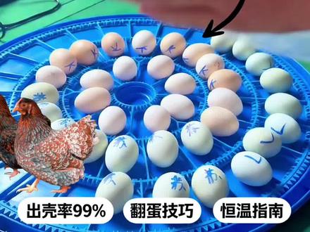 新手养鸡孵化必看攻略,照搬系列之五字秘诀:种蛋要靠谱,温度要准确,翻蛋别偷懒,出壳别手欠,欢迎补充! #新手养鸡 #孵化经验 #养鸡 #观赏鸡宠物鸡 #柯尔鸭