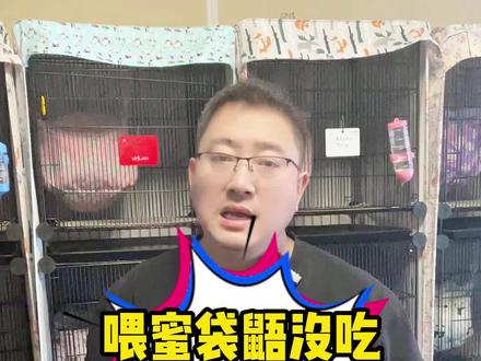 小蜜不吃辅食?可能是你喂的方法不对哦!#蜜袋鼯 #科学养宠攻略 #玩家蜜袋鼯 #沈阳蜜袋鼯