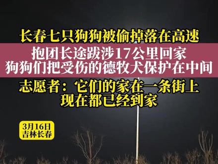 现实版狗狗大逃亡!长春7只家养小狗被偷后逃脱结伴回家,不离不弃,跨越约17公里平安回家。(记者 李晔琦 编审 李晔琦 复审 毕继红 终审 赵霜雪)#长春 #流浪狗救助 #7只狗狗结伴返家 @苦咖啡流浪狗基地