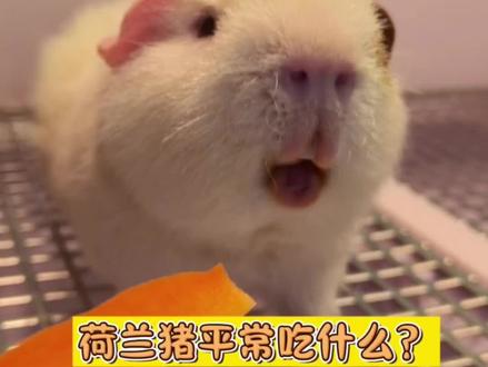 荷兰猪平常吃什么?#荷兰猪小知识 #荷兰猪豚鼠 #荷兰猪露脸