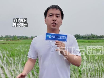 暴雨突袭致农田内涝 荆州全力打响“粮食”保卫战