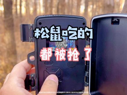你们谁认识第二只到底是什么玩意?
#我的乡村生活 #山野自然 #爱护大自然保护野生动物 #庄园老邢瞎弄的日常