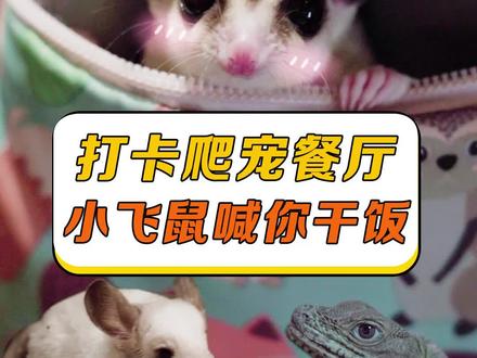 “哥斯拉”陪吃陪喝,你敢来吗 #爬宠 #吃喝玩乐啥都行