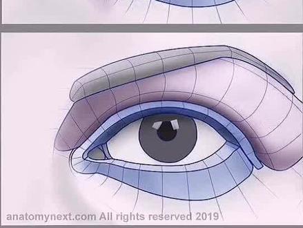 眼睛结构了解#速写教学 #基础教学 #速写#画画 #美术生